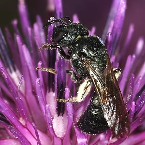 Ceratina chalybea, W Ceratina chalybea, W