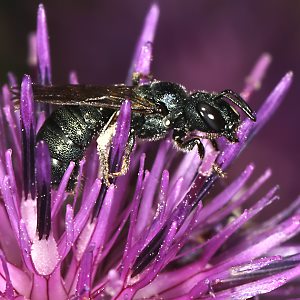 Ceratina chalybea, W Ceratina chalybea, W