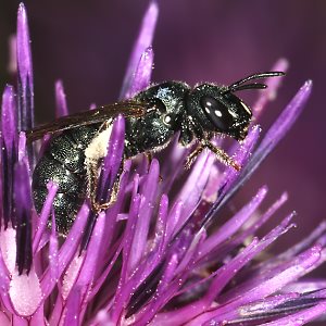 Ceratina chalybea, W Ceratina chalybea, W