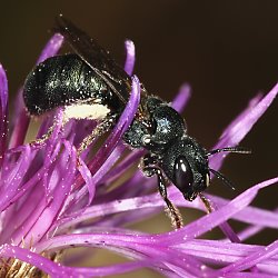 Große Keulhornbiene: Ceratina chalybea Ceratina chalybea