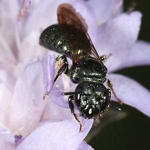 Ceratina chalybea, W Ceratina chalybea, W