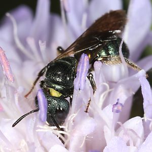 Ceratina chalybea, W Ceratina chalybea, W