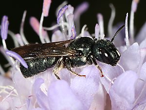 Ceratina chalybea, W Ceratina chalybea, W
