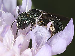Ceratina chalybea, W Ceratina chalybea, W