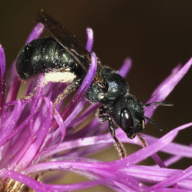 Ceratina chalybea, W