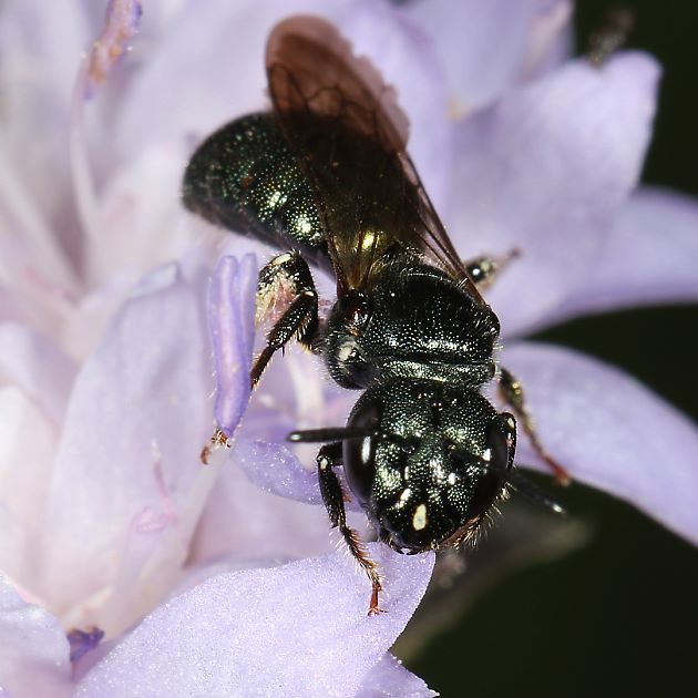 Ceratina chalybea, W