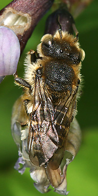 Coelioxys conica, M Coelioxys conica, M