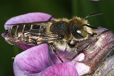 Coelioxys conica, M an Vicia sepium Coelioxys conica, M an Vicia sepium