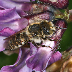 Coelioxys conica, M Coelioxys conica, M