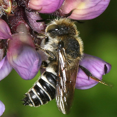 Coelioxys conica, M an Vicia sepium Coelioxys conica, M