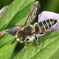 Coelioxys conica, W (Dillenburg, 25.5.2017, Nix) Coelioxys conica, W