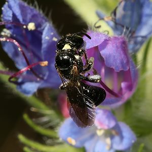 Ceratina cucurbitina, W Ceratina cucurbitina, W