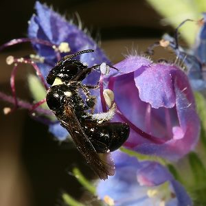 Ceratina cucurbitina, W Ceratina cucurbitina, W