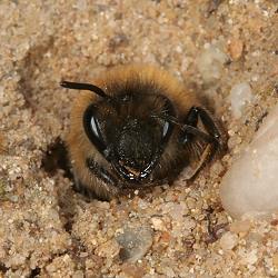 Frühlings-Seidenbiene (Colletes cunicularius), W Frühlings-Seidenbiene (Colletes cunicularius), W