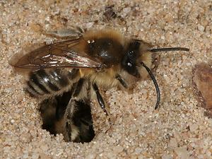 Colletes cunicularius, M Colletes cunicularius, M