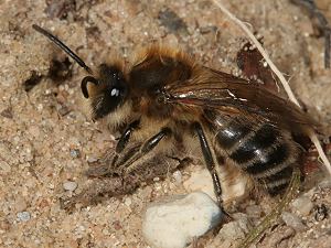 Colletes cunicularius, M Colletes cunicularius, M