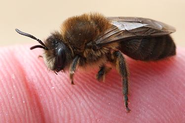 Colletes cunicularius, W auf Finger (1) Colletes cunicularius, W auf Finger (1)