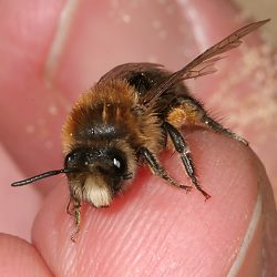 Colletes cunicularius, W auf Finger (2) Colletes cunicularius, W auf Finger (2)