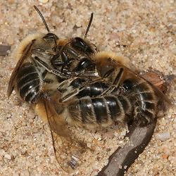 Colletes cunicularius, Paarungskugel (1) Colletes cunicularius, Paarungskugel (1)