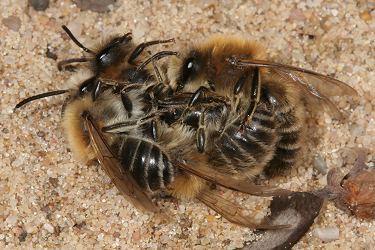 Colletes cunicularius, Paarungskugel (2) Colletes cunicularius, Paarungskugel (2)