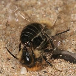 Colletes cunicularius, Paarung Colletes cunicularius, Paarung