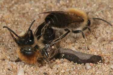 Colletes cunicularius, Paarung Colletes cunicularius, Paarung