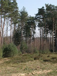 Colletes-cunicularius-Nistplatz, Ohligser Heide Colletes-cunicularius-Nistplatz, Ohligser Heide