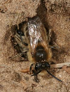 Colletes cunicularius, 2 M am Nest Colletes cunicularius, 2 M am Nest