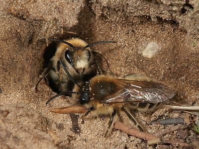 Colletes cunicularius, 2 M am Nest Colletes cunicularius, 2 M am Nest