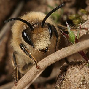 Colletes cunicularius, M Colletes cunicularius, M