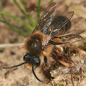 Colletes cunicularius, M Colletes cunicularius, M