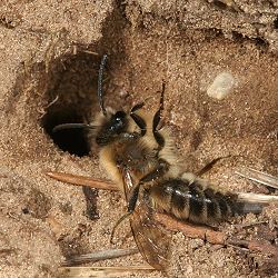Colletes cunicularius, M