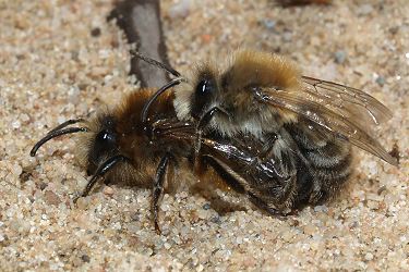 Colletes cunicularius, Kopula