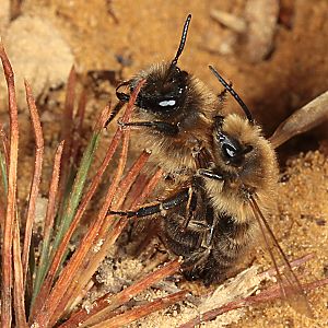 Colletes cunicularius, M+W Colletes cunicularius, M+W