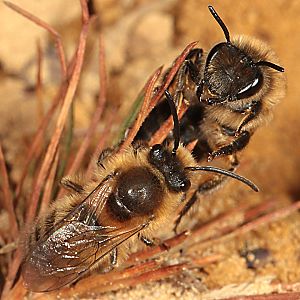 Colletes cunicularius, M+W Colletes cunicularius, M+W