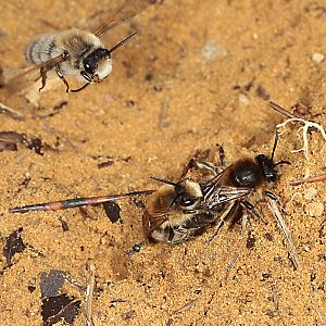 Colletes cunicularius, M+W Colletes cunicularius, M+W