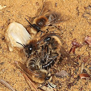 Colletes cunicularius, M+W Colletes cunicularius, M+W