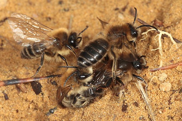 Colletes cunicularius, M+W Colletes cunicularius, M+W