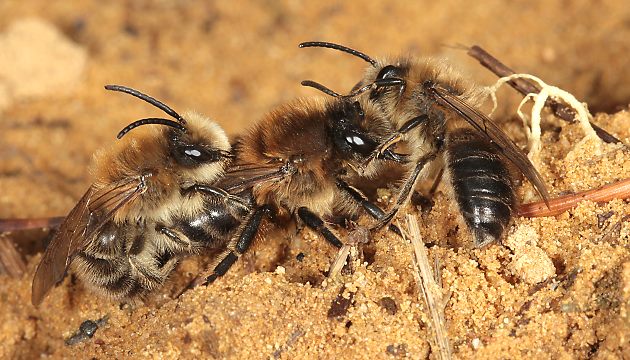 Colletes cunicularius, M+W Colletes cunicularius, M+W