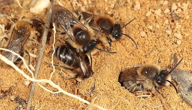 Colletes cunicularius, M+W Colletes cunicularius, M+W