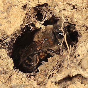 Colletes cunicularius, W Colletes cunicularius, W