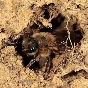 Colletes cunicularius, W Colletes cunicularius, W