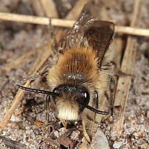 Colletes cunicularius, M: Portrait Colletes cunicularius, M: Portrait