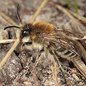 Colletes cunicularius, M Colletes cunicularius, M