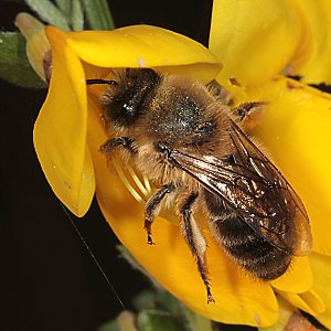 Colletes cunicularius, W in Ginsterblüte Colletes cunicularius, W in Ginsterblüte
