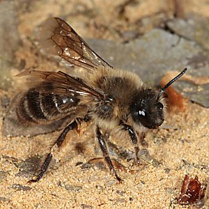 Colletes cunicularius, W Colletes cunicularius, W