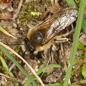 Colletes cunicularius, M Colletes cunicularius, M