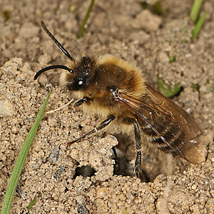 Colletes cunicularius, M Colletes cunicularius, M