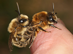 Colletes cunicularius, MW Colletes cunicularius, MW