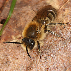 Colletes cunicularius, M Colletes cunicularius, M